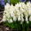 Giacinto d'uva White Magic - Confezione XXXL - 500 pz