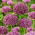 Firmament sierui - 