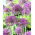 Violet Beauty sierui -XXL pak 150 st - 