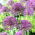 Violet Beauty sierui -XXL pak 150 st - 