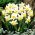 Jack Snipe daffodil - 5 pcs