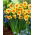 Kedron daffodil - XL pack - 50 pcs