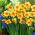 Kedron daffodil - XL pack - 50 pcs