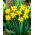 King Alfred daffodil - XL pack - 50 pcs
