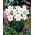 Narciso bianco di Tommy - confezione XL - 50 pz