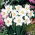 Jonquille blanche de Tommy - paquet XL - 50 pcs