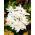 Crocus de otoño doble Alboplenum; azafrán de la pradera, mujer desnuda - Pack XL - 50 uds.