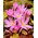 Crocus d'automne purpureum; safran des pres, femme nue - gros paquet ! - 10 pieces