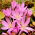 Croco autunnale Purpureum; zafferano di prato, donna nuda - conf. XL - 50 pz