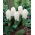 White Pearl Hyazinthe - XL-Packung 30 Stk - 