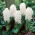 White Pearl Hyazinthe - XL-Packung 30 Stk - 