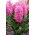 Scarlet Pearl Hyazinthe - XL Packung 30 Stk - 