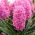 Scarlet Pearl Hyazinthe - XL Packung 30 Stk - 