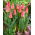Tulipano Adele Duttweiler - 5 pz