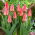 Tulipano Adele Duttweiler - Confezione XL - 50 pz