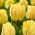 Akebono tulip - XL pack - 50 pcs