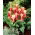 Maid-Tulpe - 5 Stk - 