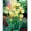 Antoinette tulip - 5 pcs