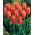 Big Brother tulip - XXXL pack  250 pcs