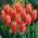 Big Brother tulip - XXXL pack  250 pcs
