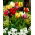 Papagáj tulipán válogatás - Papagáj mix - 5 db.