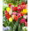 Selezione tulipano sfrangiato - Mix sfrangiato - Confezione XL - 50 pz