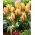 City Flower tulpan - XL förpackning - 50 st