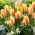 Tulipán City Flower - Pack XL - 50 uds