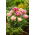 Cool Crystal tulip - 5 pcs
