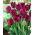 Curly Sue tulip - XXXL pack  250 pcs