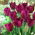 Curly Sue tulip - 5 pcs