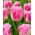 Tulipán Dallas - XXXL pack 250 uds