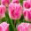 Dallas tulip - XL pack - 50 pcs