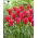 Tulipano Minuetto per bambole - Confezione XL - 50 pz