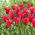 Tulipano Minuetto per bambole - Confezione XL - 50 pz