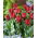 Tulipe Robinho - 5 pieces