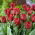 Tulipe Robinho - 5 pieces