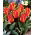 Tulipán de Engadina - Pack XL - 50 uds