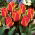 Engadin tulip - XXXL pack  250 pcs
