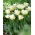 Global Desire tulip - 5 pcs