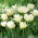 Global Desire tulip - 5 pcs