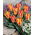 Golden Day tulipán - 5 db.