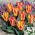 Golden Day tulipán - 5 db.