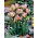 Green Wave tulip - 5 pcs