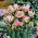Green Wave tulip - XL pack - 50 pcs