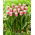 Hawaii tulip - XXXL pack  250 pcs