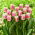 Hawaii tulip - XXXL pack  250 pcs
