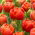 Icoon tulp - XL verpakking - 50 st - 