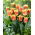 Joint Division Tulpe - XXXL Packung 250 Stk - 