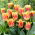 Joint Division Tulpe - XL-Packung - 50 Stk - 